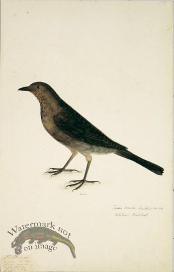 109 Swedish Birds . Turdus Merula, Common Blackbird, Female